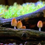 Exploring the Marvels of Magic Mushrooms: Unlocking Their Healing Potential