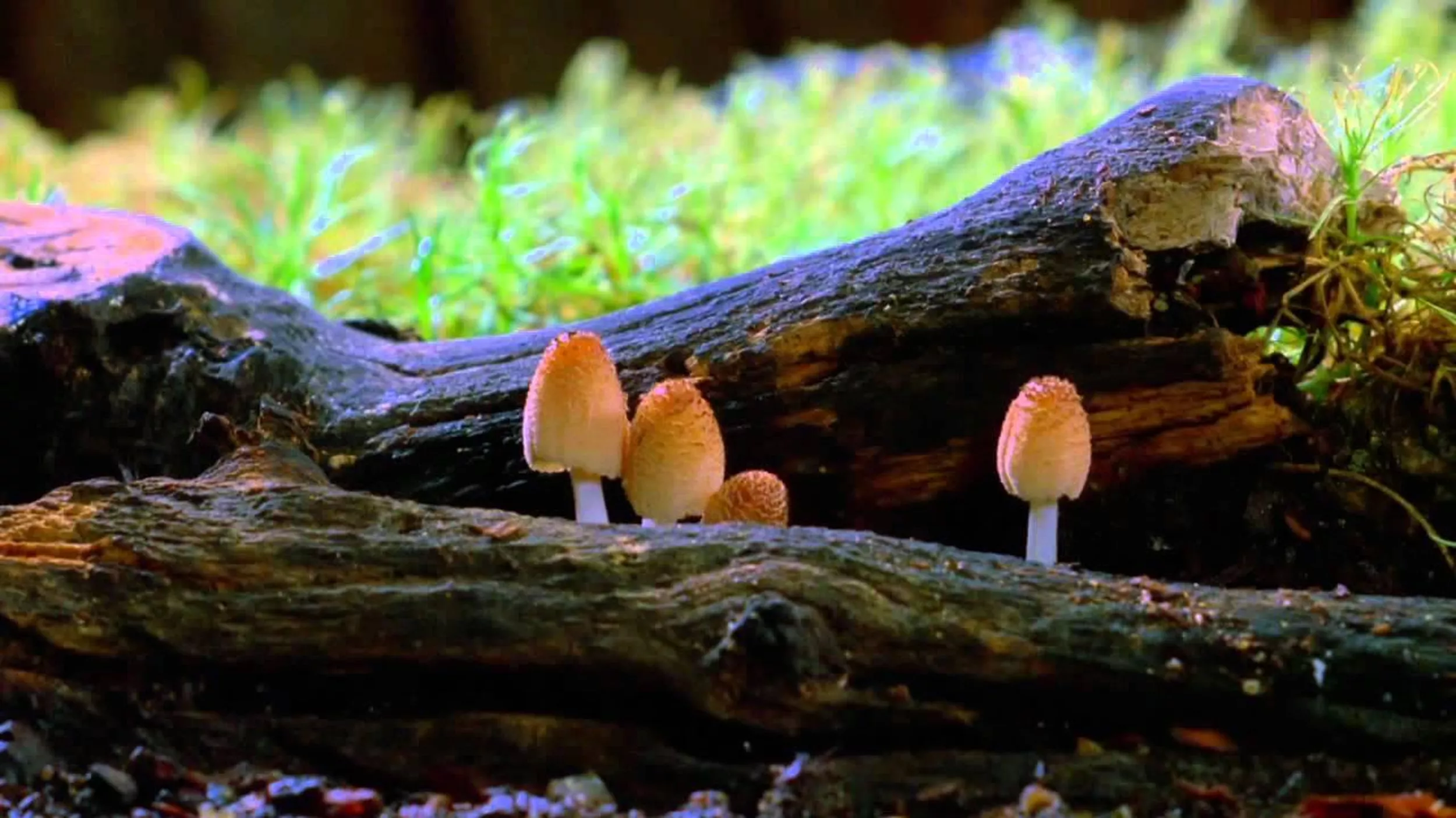 Exploring the Marvels of Magic Mushrooms: Unlocking Their Healing Potential