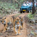 How Safe is Tiger Safari in India?
